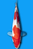 Goromo (ID6855 B9)