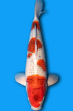Goromo (ID6953 B2)