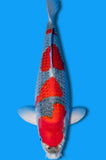 Goshiki (ID3760 B7)