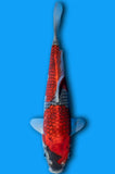 Goshiki (ID6702 B9)