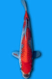 Goshiki (ID6804 B9)
