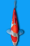 Goshiki (ID6829 B9)