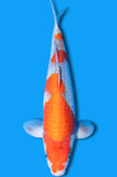 Goshiki (ID8011 B3)
