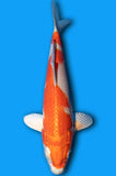 Hariwake (ID6825 B9)
