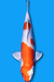 Hariwake (ID8580 B1)