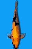 Hi Utsuri (ID1500 B7)