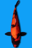 Hi Utsuri (ID7634 B9)