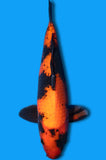 Hi Utsuri (ID7742 B6)