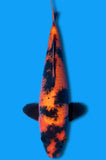 Hi Utsuri (ID7942 B7)