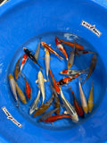 Tosai Mix - 1 Jahr - ungesext - 20-25cm - 130-200€/Stk (Beispielbild!)