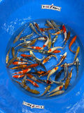 Tosai Mix - 1 Jahr - ungesext - 20-25cm - 150,-€/Stk (Beispielbild!)