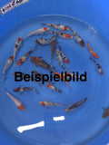 Tosai Mix - Geb.2024- ungesext - 10-16cm - 69,-€/Stk (Beispielbild!!)
