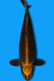 Kabuto (ID5204 B2)