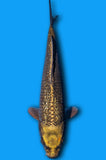 Kabuto (ID6981 B9)