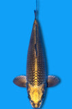 Kabuto (ID5204 B2)