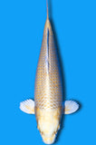 Karashi Yamabuki (ID9723 B5)