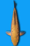 Karashi Aragoke Doitsu Chagoi (ID2361 B9)