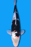 Karashi Ginga (ID4554 B9)
