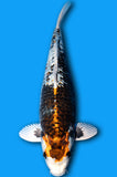 Karashi Ginrin Ginga (ID5732 B6)