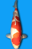 Karashi Kohaku (ID8663 B4)
