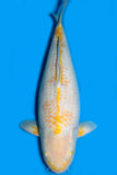 Karashi Koyo (7578)
