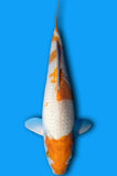 Karashi Koyo (ID2363 B9)