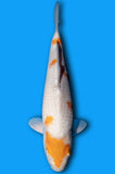 Karashi Koyo (ID5769 B8)