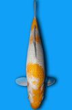 Karashi Koyo (ID5795 B8)