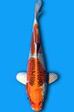 Kujaku (ID6771 B9)