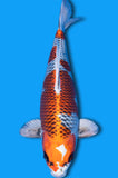Karashi Kujaku (ID7492 B1)