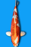 Karashi Kujaku (ID8328 B7)