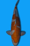 Karashi Ochiba (ID6061 B2)