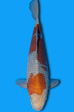 Karashi Ochiba (ID3510 B8)