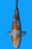 Karashi Ochiba (ID3610 B8)