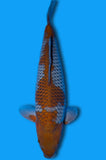Karashi Ochiba (ID3867 B7)