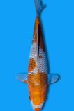 Karashi Ochiba (ID5536 B7)