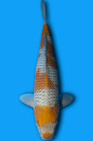 Karashi Ochiba (ID5936 B9)