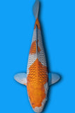 Karashi Ochiba (ID6073 B9)