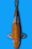 Karashi Ochiba (ID6092 B9)