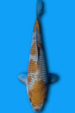 Karashi Ochiba (ID6926 B9)