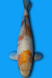 Karashi Ochiba (ID7925 B7)