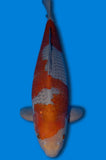 Karashi Ochiba (ID4901 B2)
