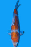 Karashi Ochiba (ID4236 B1)