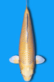 Karashi Yamabuki (ID9216 B5)
