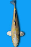 Karashi Yamabuki (ID8376 B7)