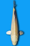 Karashi Yamabuki (ID8446 B9)