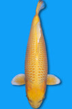 Karashi Yamabuki (8855)