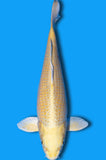 Karashi Yamabuki (ID9864 B7)