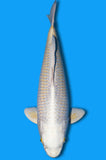 Karashi Yamabuki Ogon (ID6935 B1)