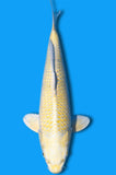 Karashi Yamabuki Ogon (ID7097 B2)